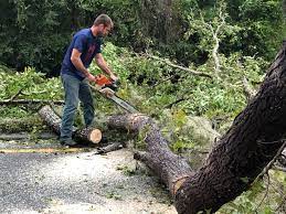 Best Fruit Tree Pruning  in Pawnee, IL