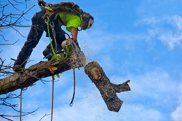 Best Palm Tree Trimming  in Pawnee, IL